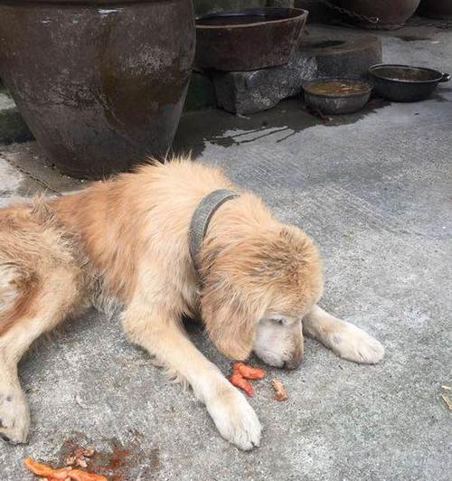 老狗离家追寻生命的尽头（为何老狗会选择跑出去？）