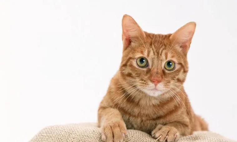 刚出生的小猫能吃什么？（了解新生小猫的饮食需求及注意事项）