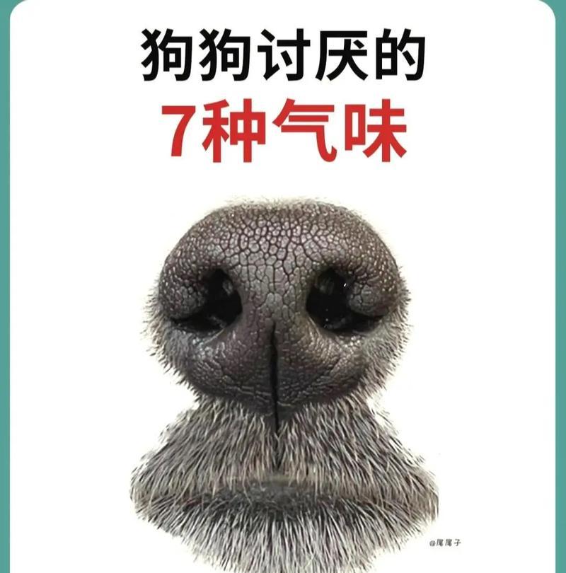 狗狗行为问题解决方法（了解狗狗行为问题的主要原因及有效解决策略）
