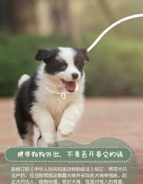 人类与动物关系中的道德困境（以撞死狗的事件引发的伦理探讨）