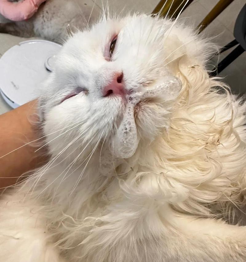 猫咪（以猫咪闻什么都吐为特征的嗅觉过敏症状及处理方法）