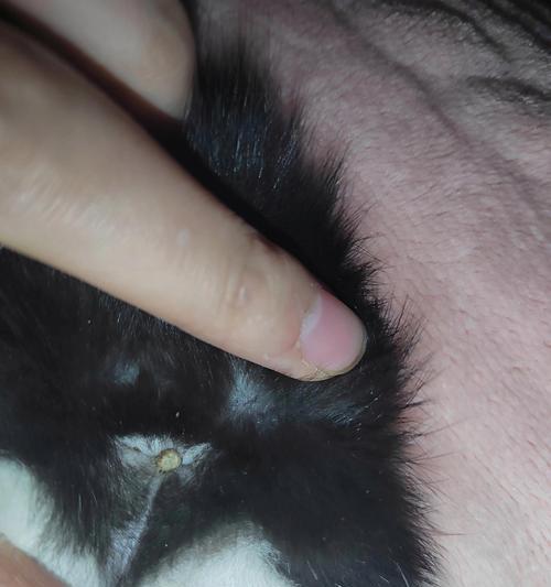 小猫眼屎多可能患上的疾病（探究小猫眼屎多的原因及对应治疗方法）