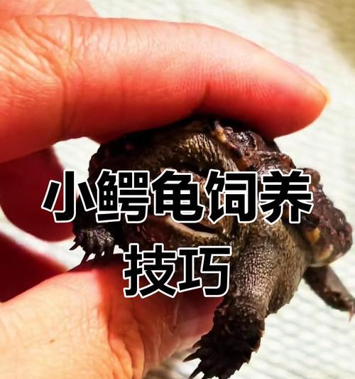 鳄龟的经济饲养之道（以低成本满足鳄龟的食物需求）