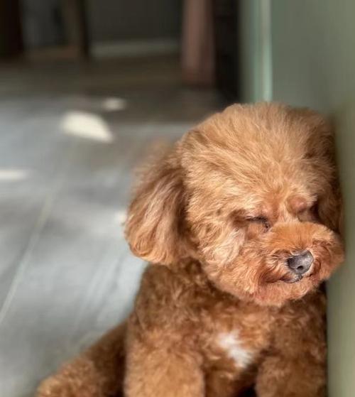 犬之乐园（探索内狗的品种、特点和培养方式）