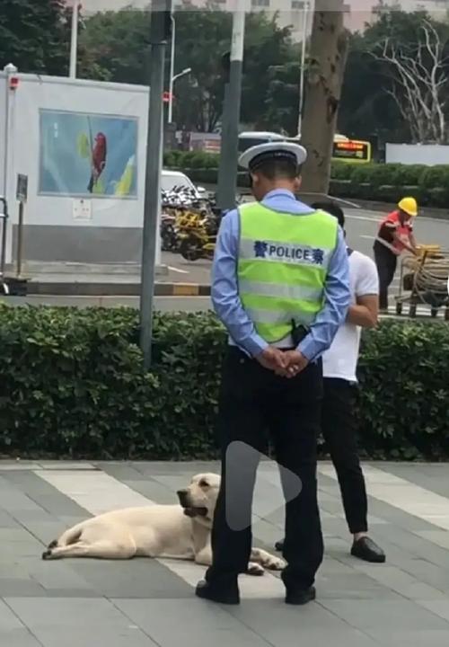 狗狗的哭声究竟是什么样子？（揭秘狗狗哭泣的声音特征及原因）