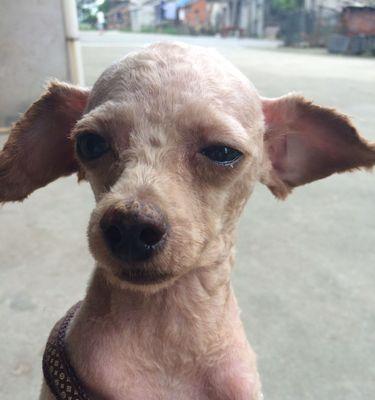 泰迪为何流血？——探讨泰迪犬流血现象的原因与预防方法（探索泰迪犬流血的根源，解决爱宠主的忧虑）