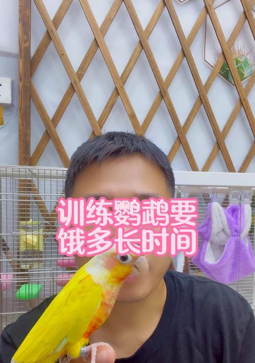 教鹦鹉说话的技巧与方法（培养鹦鹉口才的是耐心和坚持）