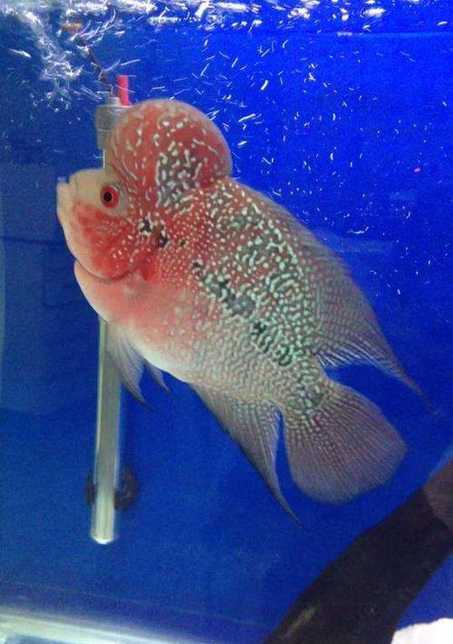 罗汉鱼之光