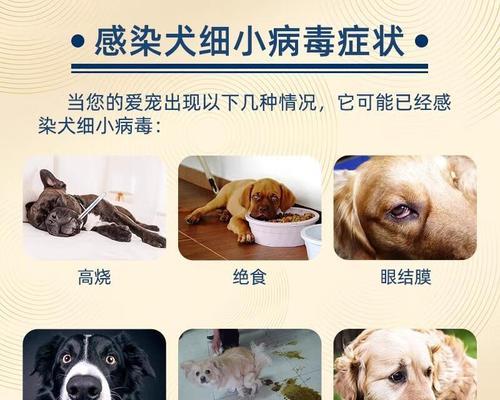 如何科学饲养患有细小病的狗狗（细小病狗狗的饲养指南，让它们尽早康复）
