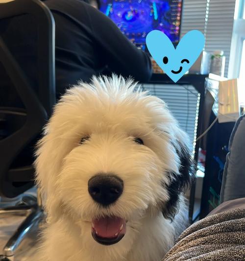 四个月大的牧羊犬的主要食物（合理饮食让牧羊犬健康成长）