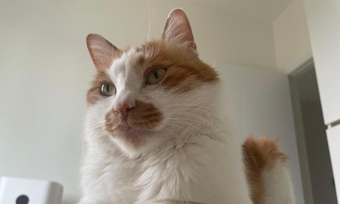 小猫不吃东西怎么办？——用药治疗是解决之道（从胃口不好到完全不吃，药物治疗是关键）