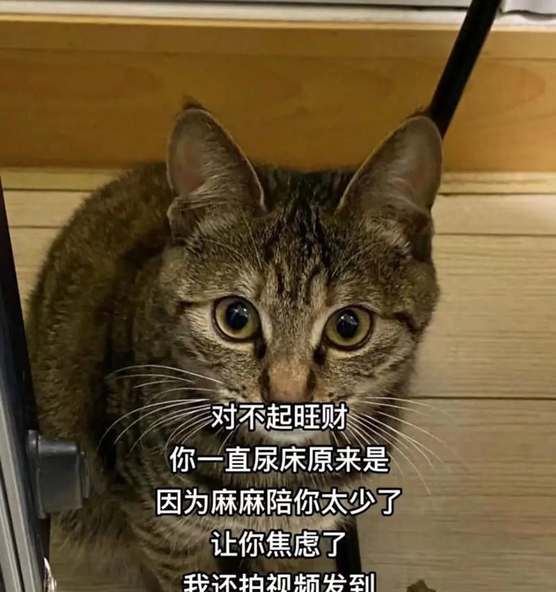 为什么猫会忽然尿床？（探究猫尿床行为的原因和解决方法）