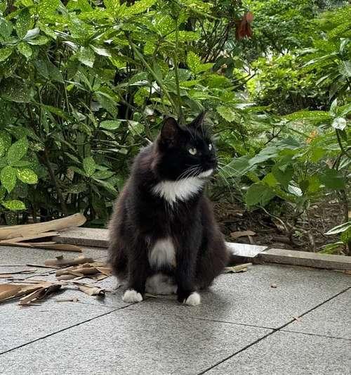 探秘黑煤球猫的神秘面纱（解密黑煤球猫的起源与特征）