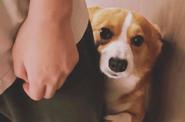 以逮兔子用什么狗？（选择合适的狗种提高兔子猎捕效率）