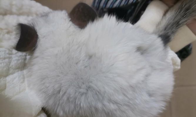 龙猫为什么会掉毛？（探究龙猫掉毛原因及如何解决）