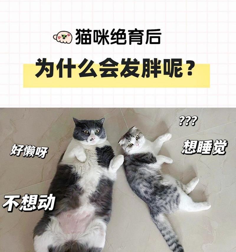 猫猫绝育前的注意事项（细心呵护为宠物带来更健康的生活）
