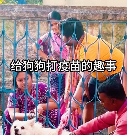 狗狗疫苗保健（全面了解狗狗疫苗，给爱宠一个健康快乐的生活）