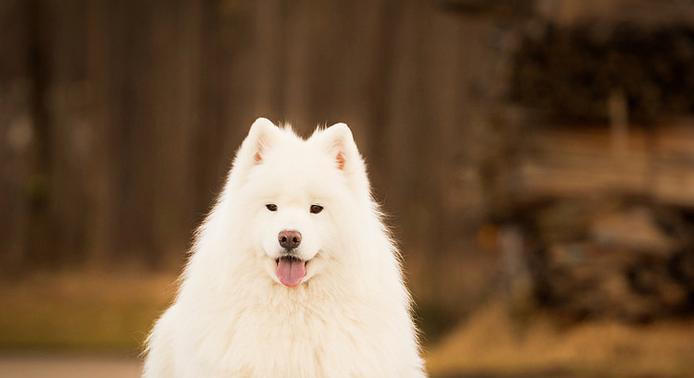 萨摩耶犬（与你共同探索世界的魅力）