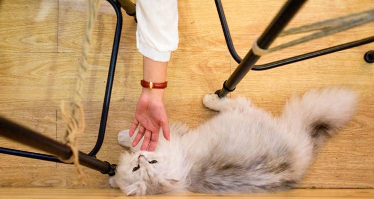 揭秘猫咪为何老咬人？（探究猫咪咬人的原因与解决方法）