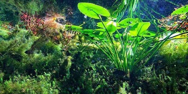 水下的水草世界（探索水下绿色的秘密）