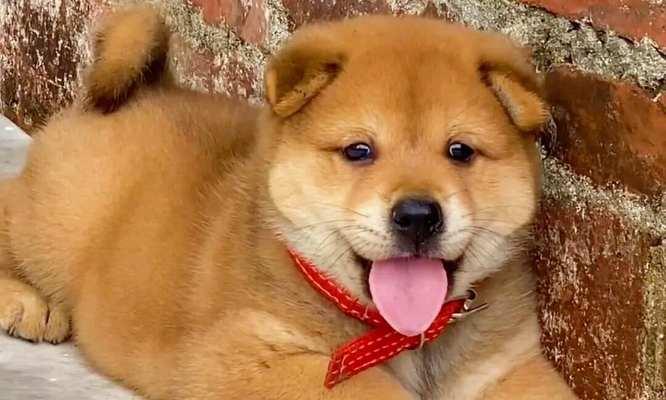 探究寿命最长的狗种（以什么狗的寿命最长？）