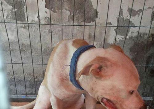 比特犬牙齿换期（比特犬换牙时间表、注意事项和关键指南）