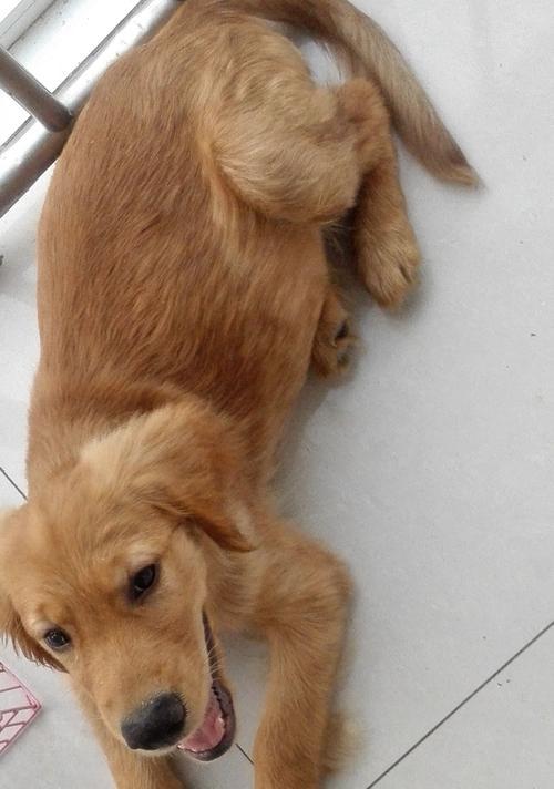 金毛犬的纯度问题（纯不纯是什么意思？如何鉴别金毛的纯度？）