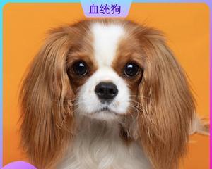 揭秘查理王的狗粮食谱（探索查理王的饮食习惯和健康之道）