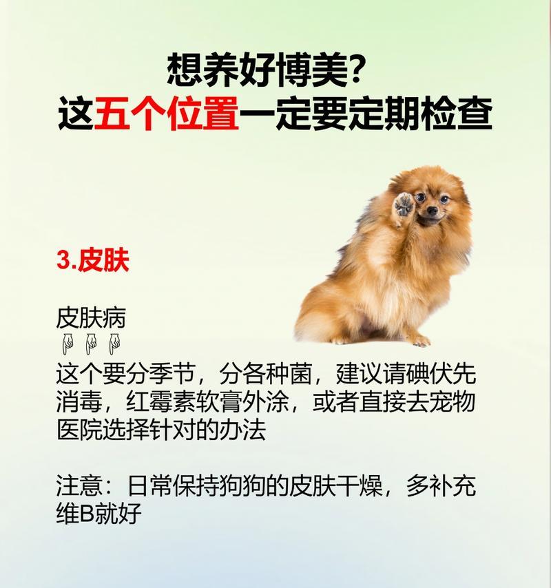 3个月博美宠物护理指南（关爱小博美，幸福共成长）