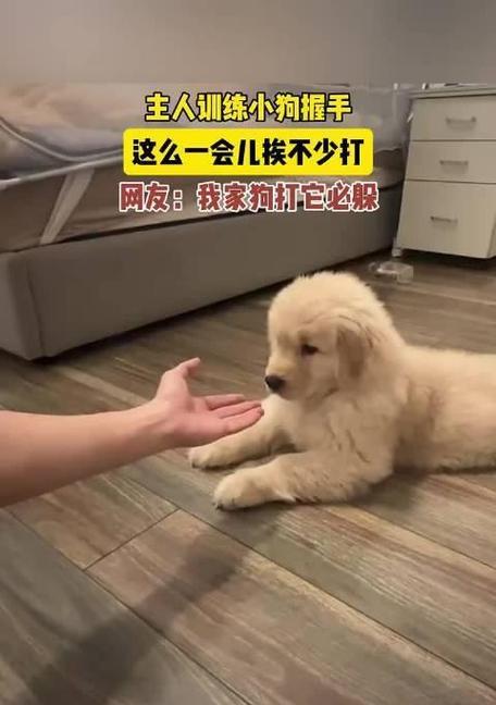握手的意义（与狗狗握手，分享喜悦与友谊）