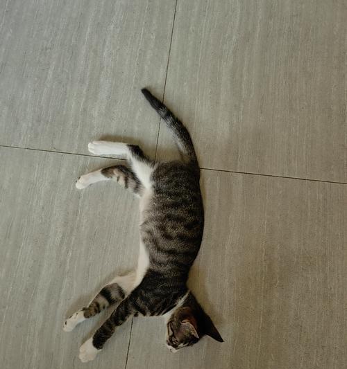 湿猫粮的魅力（探究猫咪对湿猫粮的青睐原因，做出正确的喂养选择）