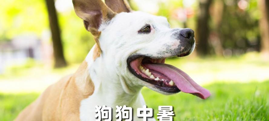 如何防止狗狗中暑——清凉饮品是关键（为你的爱犬提供健康的饮品来防止中暑）