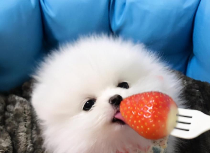 博美幼犬适合食用的水果有哪些？（为你的博美宝宝提供健康的水果饮食）