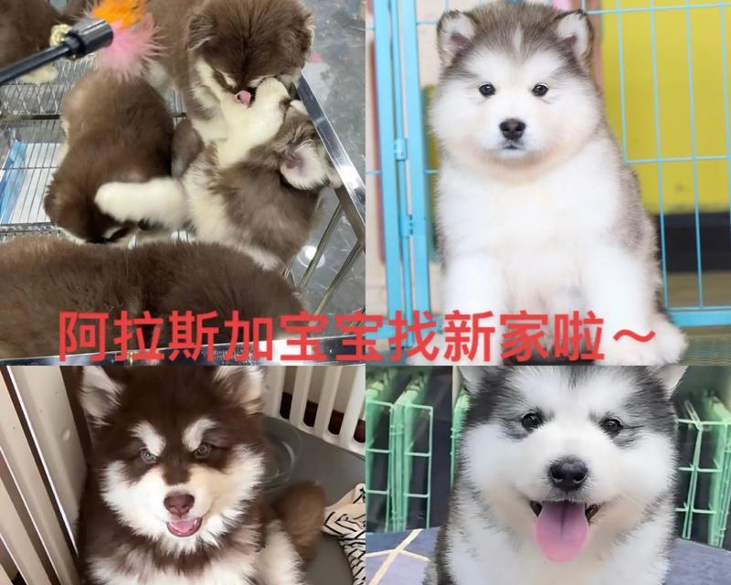 阿拉斯幼犬的饮食需求及注意事项（培养健康幼犬，重要的是科学饮食）