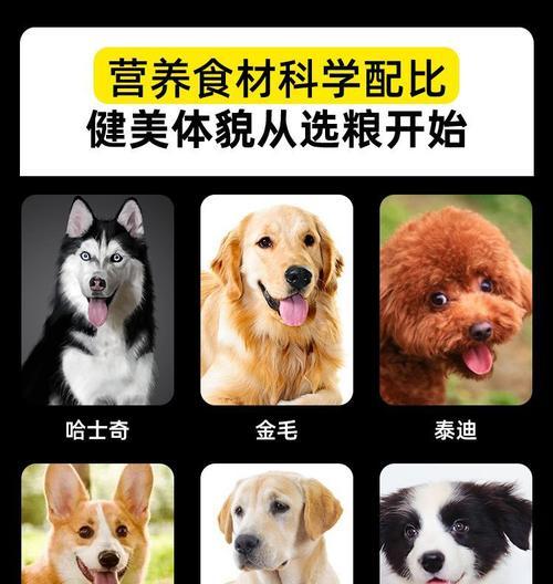 泰迪狗粮推荐（了解泰迪狗粮的需求，为宝宝选择健康成长的饮食）