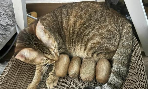 猫咪即将生产的预兆（揭秘猫咪产仔前的身体信号）