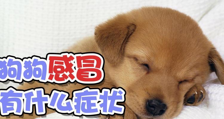 狗狗中风