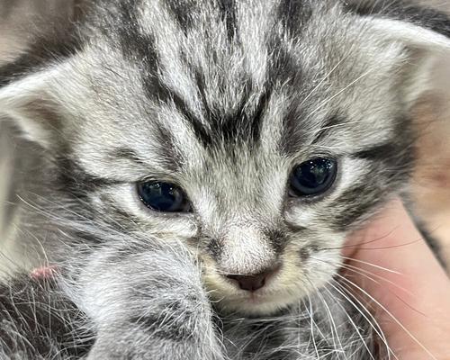 猫崽死亡的原因及预防措施（保护猫崽生命，关键在于提供适宜的环境和健康护理）