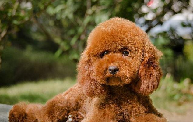 可爱泰迪犬的特点与魅力（探索泰迪犬的外貌、性格与饲养需求）