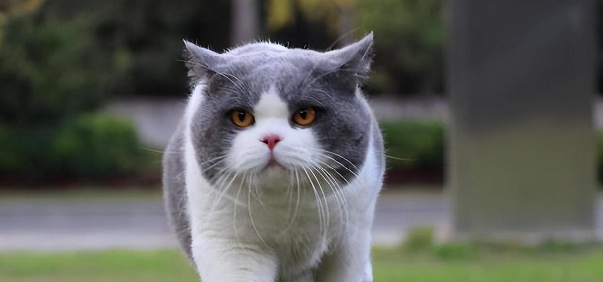 探索健康小猫的特征与养护秘籍（了解小猫的特点与饮食需求，给您的宠物带来健康与快乐）
