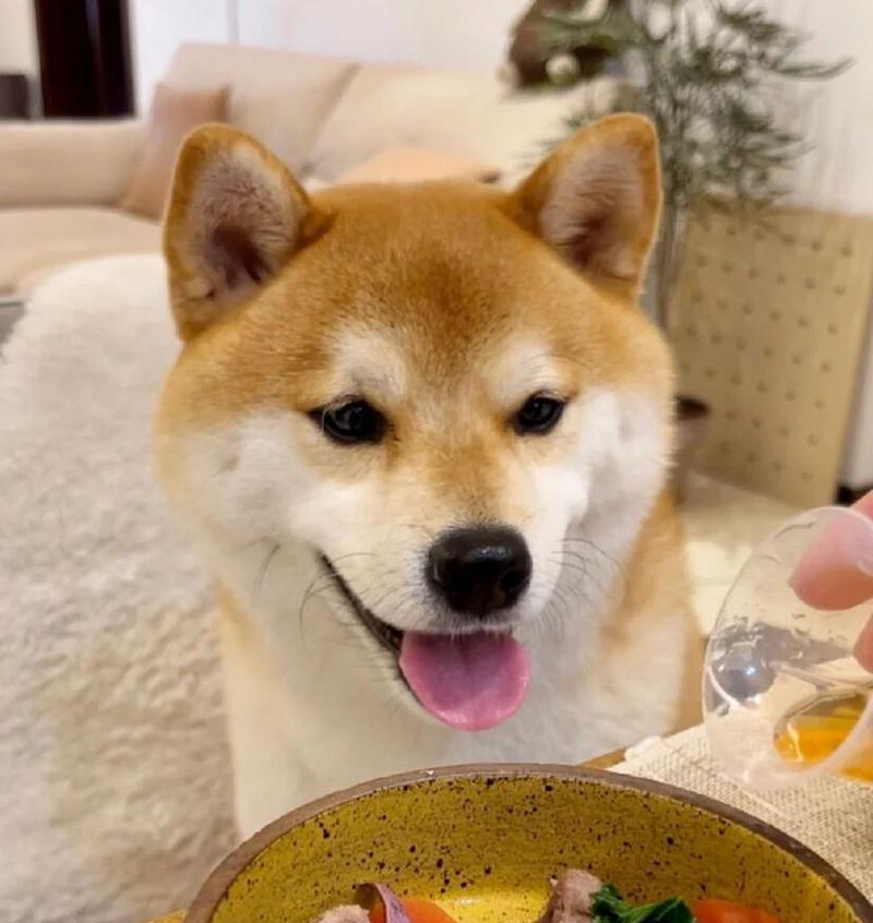 柴犬的性格特点及饲养要点（了解柴犬的性格，做一个贴心的主人）