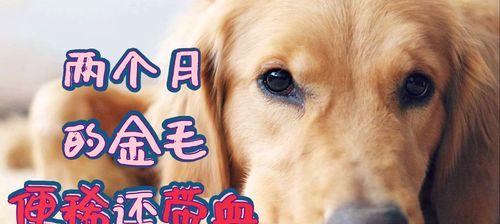 金毛犬禁忌药物（了解金毛犬不能吃的药物，守护宠物健康）