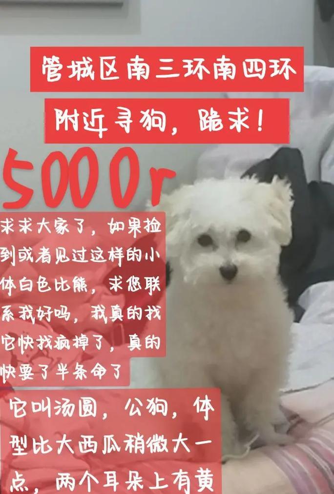 选择适合家庭的经济狗品种（便宜的狗品种，让你的家庭充满欢乐）