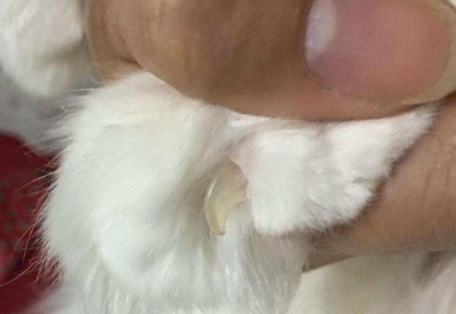为什么猫指甲会变粗（探究猫指甲变粗的原因及处理方法）