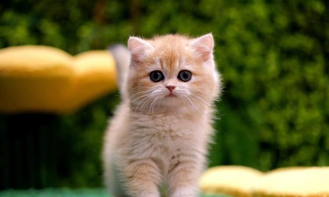 探索英国短毛猫的多彩世界（了解英国短毛猫的丰富毛色和品种多样性）