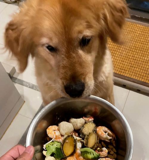 金毛幼犬的饮食偏好（揭秘金毛幼犬的美食世界）