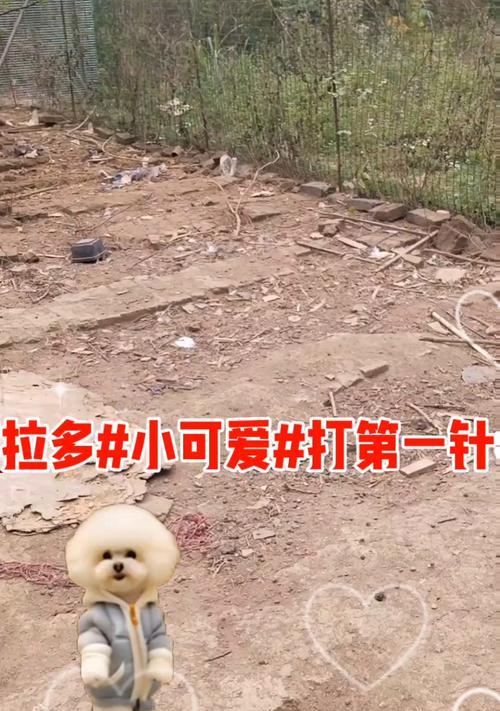 拉布拉多犬的主要疫苗——保护宠物健康的关键（探究拉布拉多犬所需的主要疫苗，确保宠物免受疾病侵害）