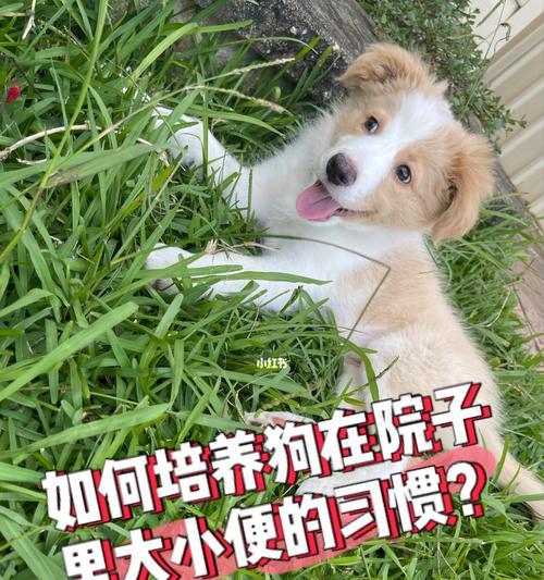狗狗为何能憋住尿？（探究狗狗尿液控制的生理原因）
