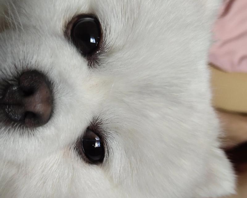 脸黑的狗叫什么？（揭开脸黑狗狗独特之谜）
