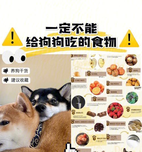 小狗吐完应该吃什么？（营养健康饮食是关键！）